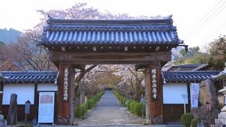 西教寺 　Saikyo-ji Temple