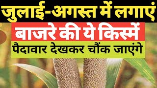 जुलाई -अगस्त में लगाएं बाजरे की ये हाइब्रिड किस्में।।bajre ki top hybrid varieties।।bajra seed।।