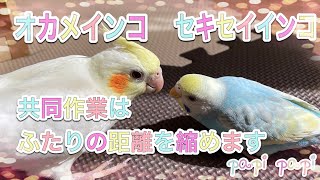 【セキセイインコ･オカメインコ】回し車を回るのはハムスターだけじゃなかったんですね…/一つのことをすると距離って縮まるんですね…