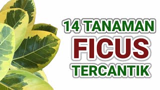 14 Jenis Tanaman Ficus Dan Kisaran Harganya