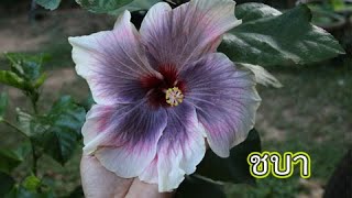 ชบา (hibiscus)