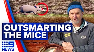 Scientists find clever way to beat mouse plagues hitting farms | 9 News Australia
