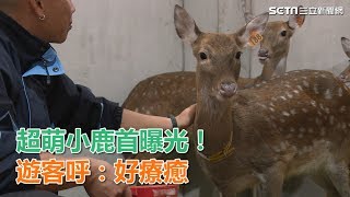 週末衝埔心牧場／超萌小鹿首曝光、餵羊駝！遊客呼：好療癒｜三立新聞網SETN.com