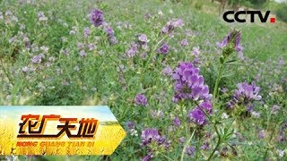 《农广天地》 20180412 双低油菜藏油5号高产栽培 西藏紫花苜蓿栽 | CCTV农业