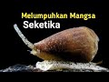 Siput Kerucut, Pemanah Mematikan Dari Lautan | Conus