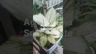 My Collection: Aglaonema Super white.   # Aglaonema # Superwhite