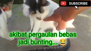 baru umur 3 bulan sudah hamil... dasar kucing😅😅😅#meongdaily #pecintakucingindonesia