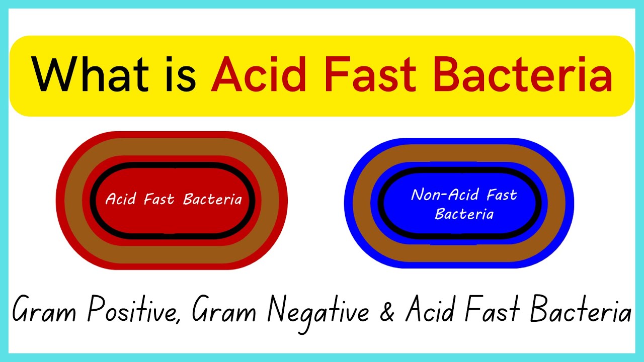 What Is Acid Fast Bacteria | Everything About Gram +ve , Gram -ve ...