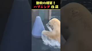 Instagramで5億回バズった動物ハプニング動画8選！8Animal Happenings Videos That Got 500 Million Buzz on Instagram!#犬#猫