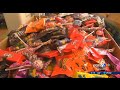 Dentists buying Halloween candy to send to troops