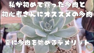 『多肉植物』私が初めて買った多肉と初心者さんにオススメの多肉♬