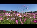 2020 10 13　コスモス畑を土讃線の列車が走る風景　～高知県日高村～