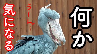 ハシビロコウふたば、プールの前でしばらく悩む【夏のふたば2024-35】Futaba,the Shoebill   Summer 2024-35