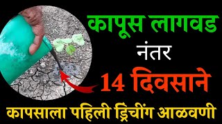 कापूस लागवडी नंतर 14 दिवसांनी पहिली कापूस ड्रिंचींग आळवणी | kapus aalvni | cotton drenching | कापूस