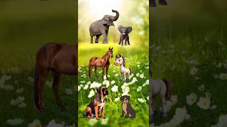 सबको अपने अपने पापा मिल गये😀 | #viral #animation #animalanimation #trendingshorts #popular #shorts