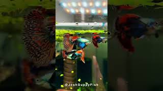 Guppies @joshguppyfishusa Crazy Beautiful Guppy Fish Strain Planted Tank | Falcon Aquarium Services