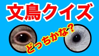 【文鳥クイズ】何問正解できる？かわいい文鳥をペットにしている方や、小鳥好きな人におすすめ問題