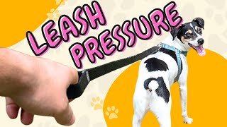 How To Teach Your Dog or Puppy To NOT Pull On The Leash