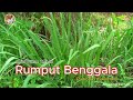 Rumput Benggala #Serial Pakan Ternak #Panicum maximum