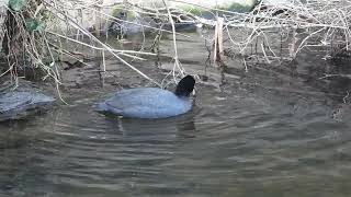 鶴見川水系の冬鳥 オオバンBlack coot（大鷭、学名：Fulica atra）ツル目クイナ科オオバン属　DSCN7709