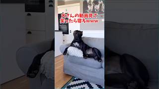 犬さんの動画見て笑ったら寝ろwww #動物 #笑える#ゴールデンレトリバー