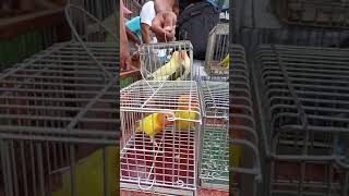 obando pet market#UBRA birds boss Elias