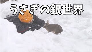 うさぎと過ごすとある雪降る休日#249