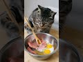 day in a life of a cat cat funny cute