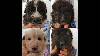 Quattro cuccioli nuovi ospiti: Yapper, Yoyo, Yolanda, Yoshi