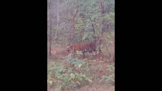 എത്ര മനോഹരം കാട്ടിലെ കാഴ്ചകൾ #trending #shorts #youtubeshorts #youtubeshort #wildlife #wild