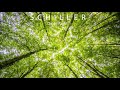 schiller dreamforest