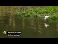 장다리물떼새 black winged stilt