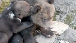 のぼりべつクマ牧場　かわいらしい姿見て　子グマ４頭　４月２９日から公開