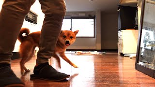 [Sad news] Mameshiba Inu who couldn't stand the toilet and the owner who got crazy by cleaning.