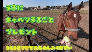 馬にキャベツまるごとプレゼント 360度VR体験 Present a cabbage to a horse【馬とVR体験シリーズ】【馬が食べるシリーズ】