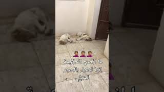 شاهد نتائج حظر التجول بسبب كورونا