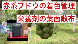 赤系ブドウの着色管理　栄養剤の散布