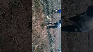 Preparation of beans planting, making ridges.