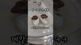 크레 해칭 #도마뱀 #파충류 #크레 #크레스티드게코 #해칭