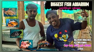 Cichlids,oscar fish Farm in Thoothukudi,eral|GURUAqua farm|₹10முதல் ₹5000 வரை | லாபம் தரும்| part 1