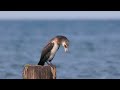 cormorant phalacrocorax carbo regurgitates a fish