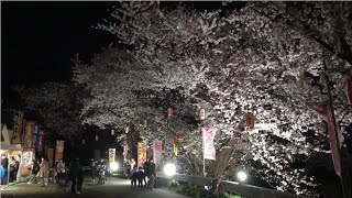 秋田市楢山の桜まつり