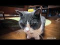 【ブイログ】day.1543 キャップを被ったテトラさん【 ブリティッシュショートヘア ハチワレ】