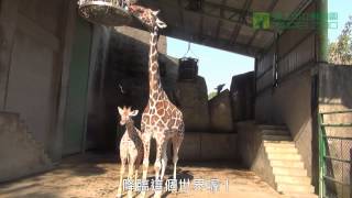 長頸鹿小麥 New born Giraffe