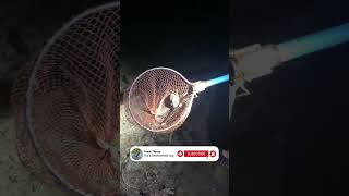 ចាប់ក្តាមថ្ម កោះកុងក្រៅ II sea Crab #entertainment #trending #shortvideo #trip #crab