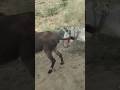 #Donkeys #pets #animals #gadha #youtube #shorts