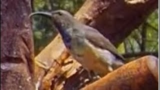 Sights and sounds of an Amethyst sunbird