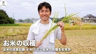 【2019年 稲刈りの時期が到来】コンバインでの稲刈りの仕方を初見学！脱穀・乾燥・籾摺り・玄米の様子を動画でご紹介｜#ケビン自由研究