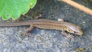 Ještěrka obecná  - The sand lizard (Lacerta agilis) - Samice/Female