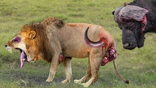 Shocking Moments When Painful Lions Are Attacked And Tortured By Africa's Deadli